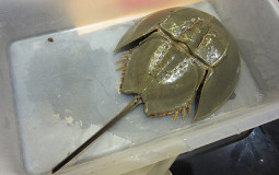 インドパパ、瀕死の危機！　タイでカブトガニを食べてみた