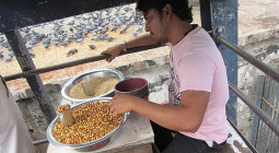 俺の鳩に餌をやれ！　インドの給餌ビジネス！