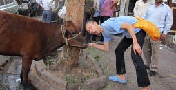 俺の牛に餌をやれ！　インドの給餌ビジネス