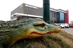 著作権を大侵害？　仁義無視のインドのマクドナルド【ティラキタ駱駝通信　3月18日号】
