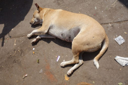 インドの面白い犬特集！　あられもない姿の犬ちゃん達【ティラキタ駱駝通信 3月24日号】