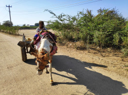 美のために積み重ねられた労力に敬意を払いたい – インドでアジュラック布の産地を訪問する【ティラキタ駱駝通信 6月11日号】