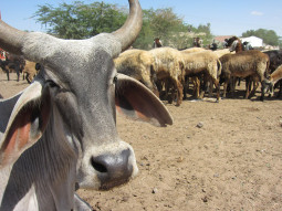 牛肉を食べるだけで殺されるインドで、牛肉を食いまくっても問題にならない場所とは【ティラキタ駱駝通信 6月18日号】