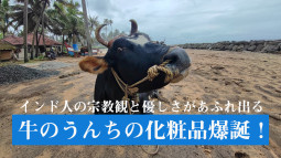 インド人の宗教観と優しさがあふれ出る　牛のうんちの化粧品爆誕！！