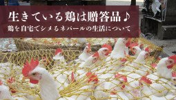 生きている鶏は贈答品♪ 鶏を自宅でシメるネパールの生活について【ティラキタ駱駝通信　9月9日号】