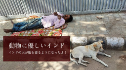 動物に優しいインド　インドの犬が服を着るようになったよ！