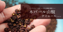 シトラスのような香りとしびれる刺激が素晴らしい　ネパール山椒ティムールについて【ティラキタ駱駝通信　7月18日号】