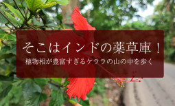 そこはインドの薬草庫！　植物相が豊富すぎるケララの山の中を歩く