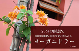20分の瞑想で3時間の睡眠と同じ効果が得られる ヨーガニドラーについて【ティラキタ駱駝通信　4月17日号】